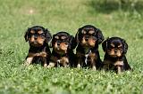 CAVALIER KING CHARLES 566